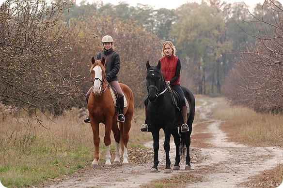 Обзор конных клубов Киева: 21 место, где покататься на лошадях